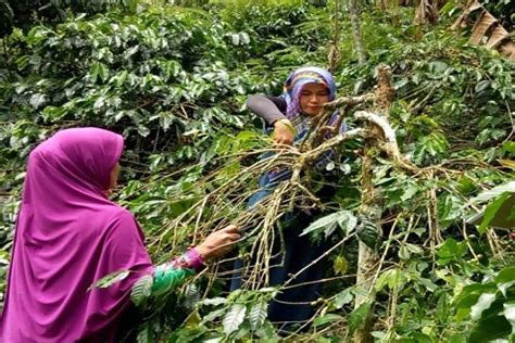 Sumatra Kokowagayo