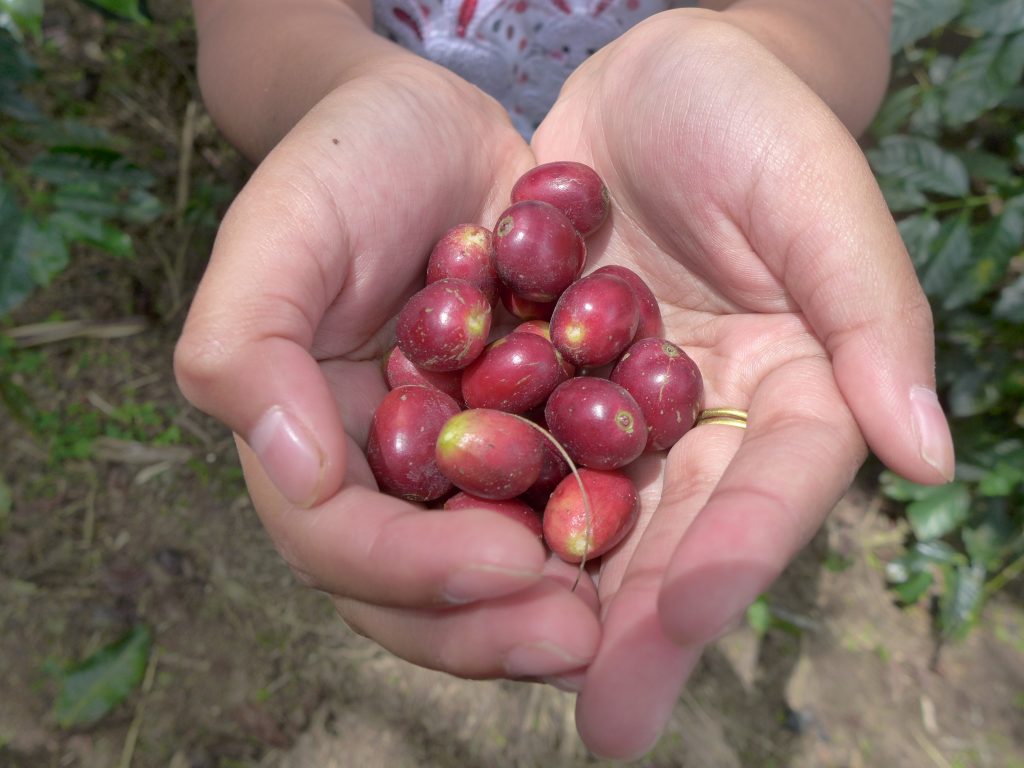 Sumatra Kokowagayo