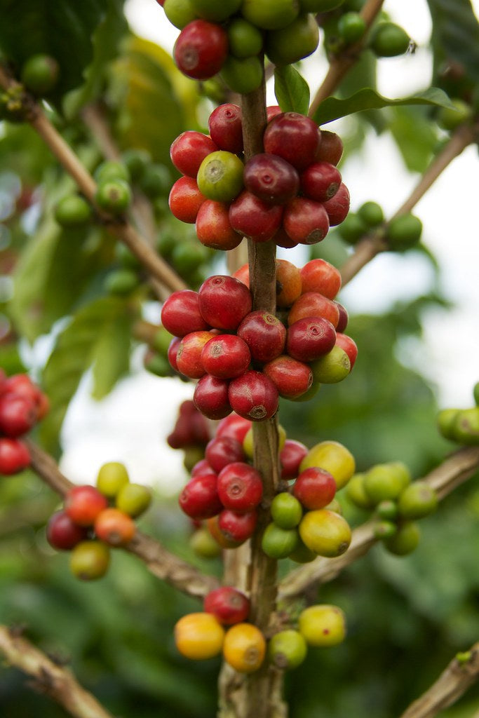 Colombia FTO