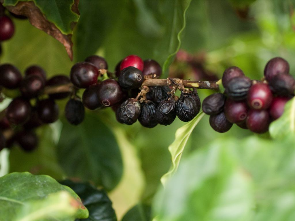 Hammer Down Blend