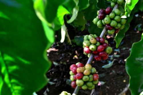 Espresso Blend